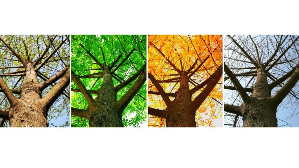  drzewo rosnące w czterech porach roku, symbol przemijania i cykli)